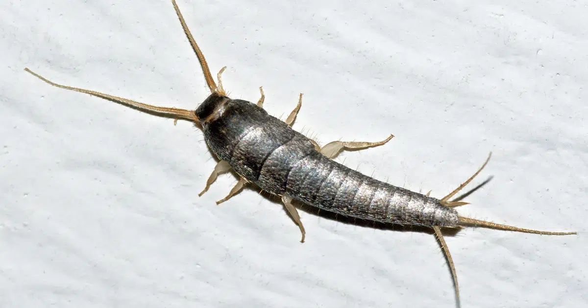 Silverfish in Your House? How to Get Rid of Them Fast