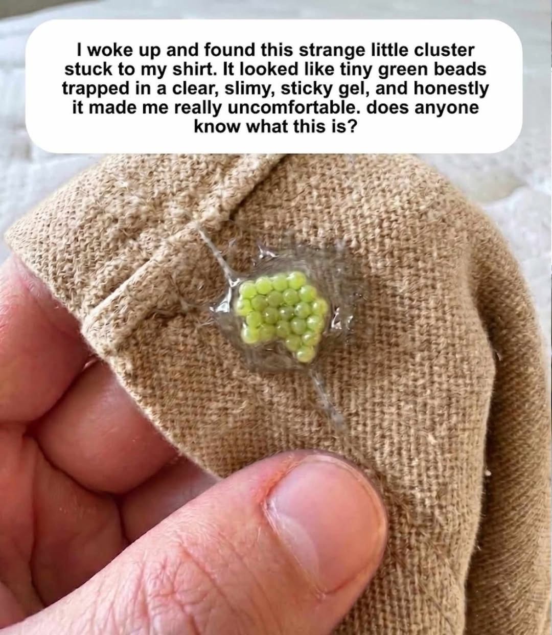 Green Eggs on Clothing? Here’s What They Are