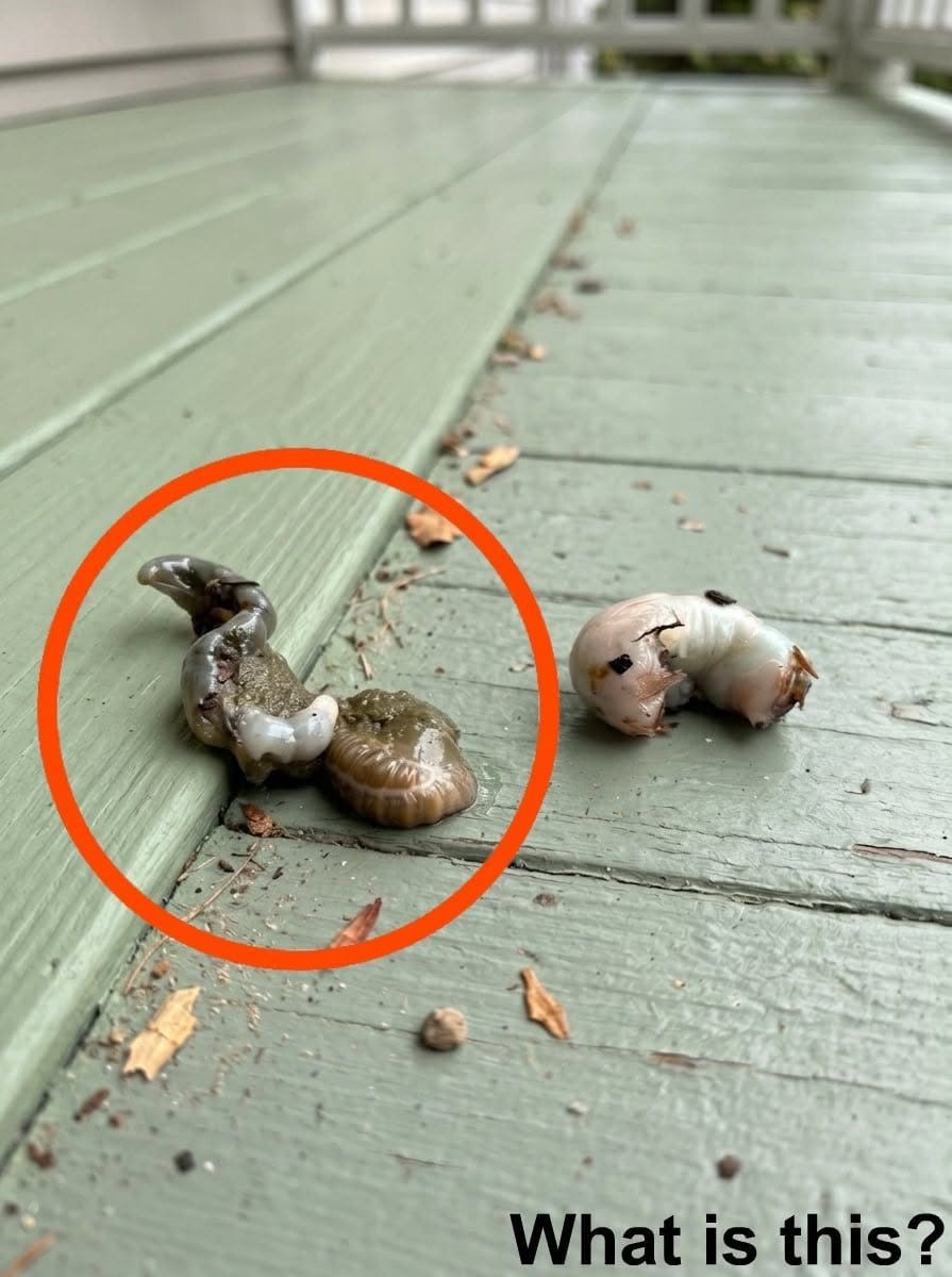 What Is That Pale Bug on Your Balcony?