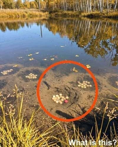 Found Frog Eggs in a Pond? Here’s What They Mean