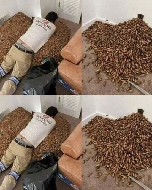 He Opened the Wall and Found Thousands of Acorns