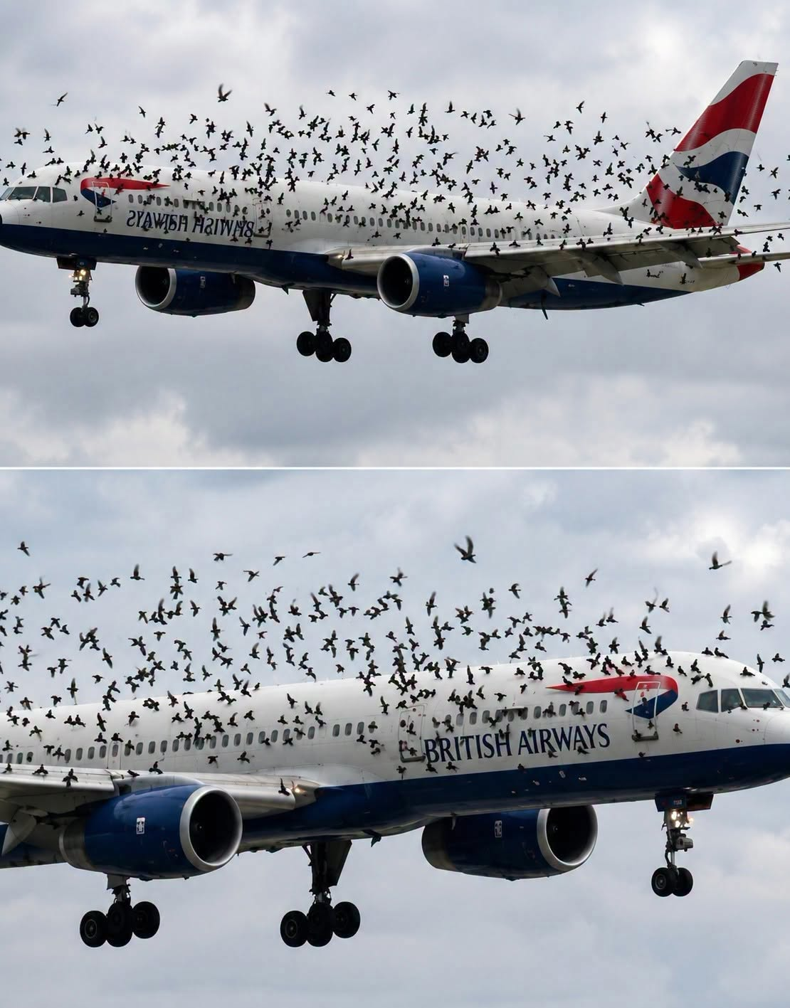 What a Dramatic Bird Strike Emergency Landing Teaches Us About Protecting Backyard Wildlife