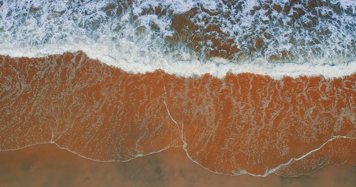 Why the Ocean Turns Red: A Practical Family Guide to Red Tide