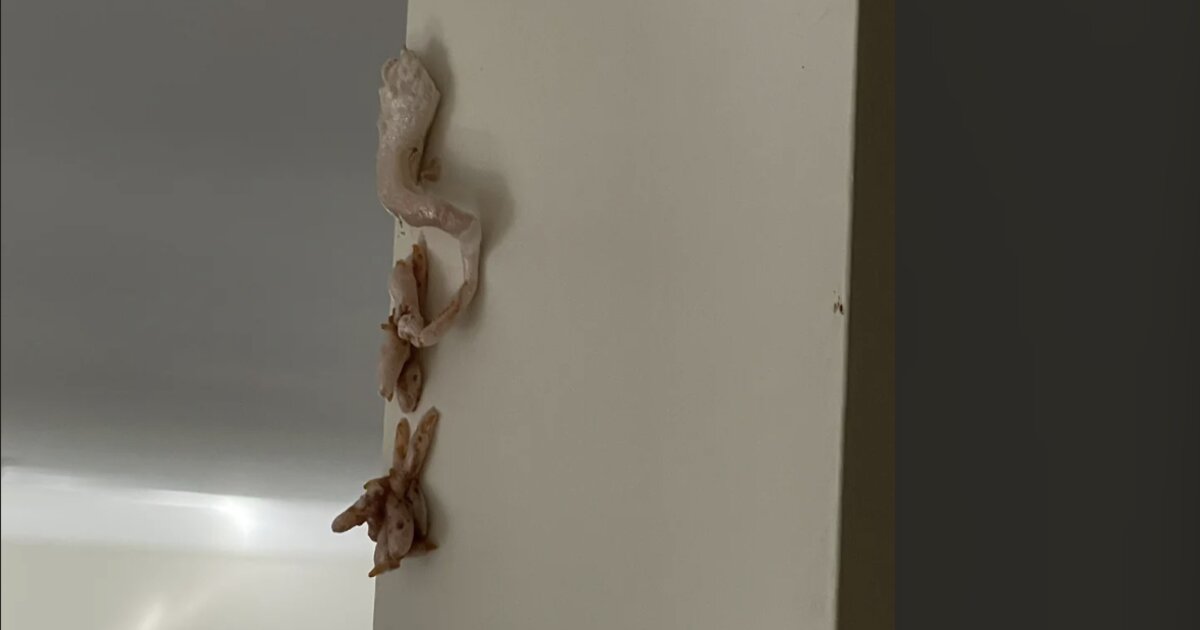 Pink Foam Growing Out of Your Wall? How to Identify, Test, and Fix It Fast